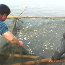 鱼病防治；打印病的治疗