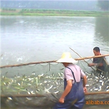 供：优质草鱼小规格鱼苗