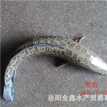 供应鲜活水产(淡水鱼)--黑鱼/乌鱼/乌鳢