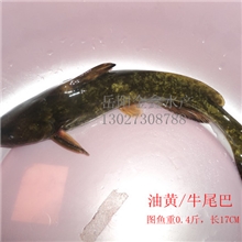 供应淡水水产～油江黄/牛尾巴/油嘴子,江团，桂鱼等野生鱼/养殖鱼