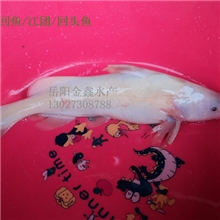 供应鲜活水产(淡水鱼)~~长江回鱼～肥头鱼，江团