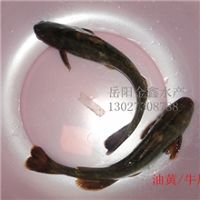 供应淡水水产/鱼～油江黄/牛尾巴，江团，鲶鱼等海鲜水产
