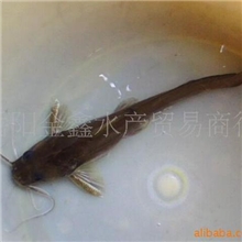 供应淡水水产/鱼~~石扁头/牛尾巴/石板头