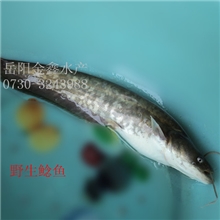 供应鲜活水产(淡水鱼)~~~~野生鲶鱼