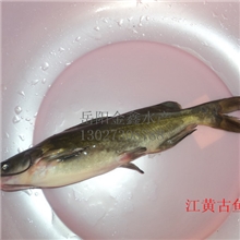 供应鲜活水产(淡水鱼)~~江黄颡鱼
