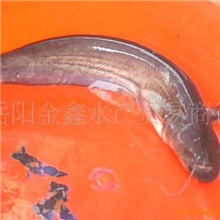 供应鲜活水产(淡水鱼)--养殖大口鲶鱼
