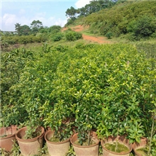 白银香(又叫万紫千红)