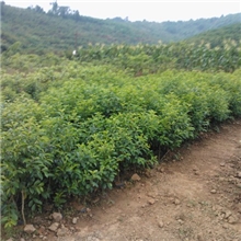 功能茶饮料和功能茶叶合作开发项目