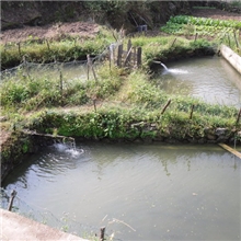 招商合作项目&mdash;&mdash;特色鱼类养殖（高山凼仔鱼）