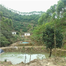 高山矿泉凼仔鱼