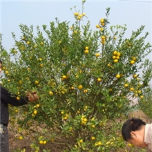 柑桔产业(贡柑、砂糖桔、马水桔）