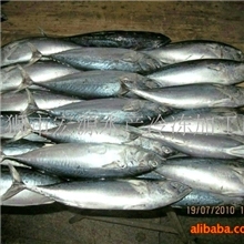 批发冷冻炸弹鱼鲣鱼