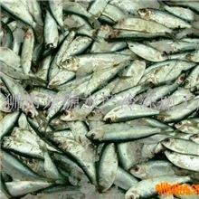批发冷冻饲料鱼（青仑）(图)