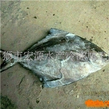 批发冷冻印尼刺鲳(图)