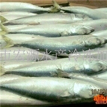 批发冷冻鲐鱼水产品海鲜冷冻水产品