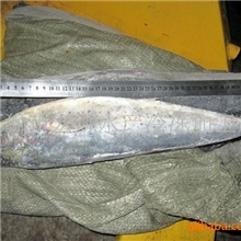 批发冷冻鬼头刀鱼冷冻水产品飞虎鱼