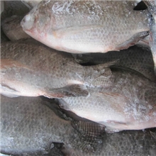 原条罗非鱼