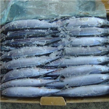 冻秋刀鱼（产自台湾海峡）