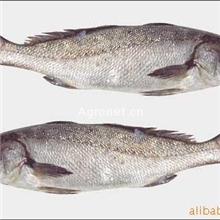 宇杰水产鮸鱼厂家直供量大从优