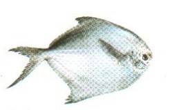 宇杰水产品系列鲳鱼肉多刺少肥而鲜美