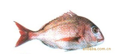 宇杰水产品真鲷风味独到鱼肉滋味似鸡肉鲜美