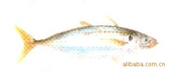 宇杰水产品系列蓝圆鲹绿色食品宴客佳肴含丰富蛋白质