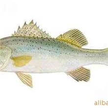 宇杰水产大鲈鱼厂家直供量大从优