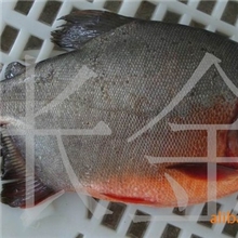 供应原条淡水鲳鱼