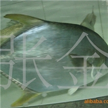 大量供应海鲜金鲳鱼