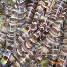 供应水产品海鲜海虾天然花竹虾