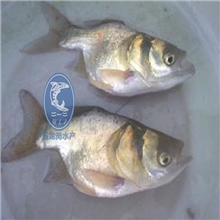 本期主打：头大价值高的缩骨大头鱼苗，大量供应。