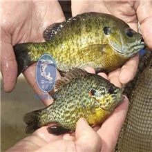 供应绿色无公害杂交太阳苗，饲养9个月可达400g以上