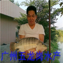 金牌放生鱼苗活动供应商，常年支持罗非鱼放生活动