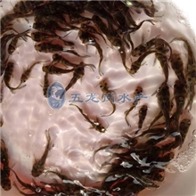 供应高雄性黄颡鱼苗雄性率超过90%免费技术指导黄颡鱼