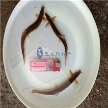 粤丰牌杂交泥鳅苗快大抗逆性强耗料量低免费技术指导泥鳅鱼苗