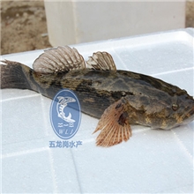 贵族鱼首选：供应优质笋壳鱼抗逆性强耗料量低