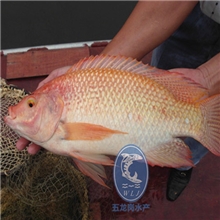 热销产品：供应星洲红罗非鱼苗，卖相好，收益高