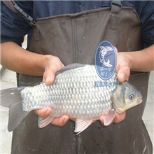 金牌放生鱼苗活动供应商，长期接待鱼苗放生活动