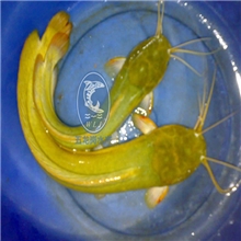 本地塘鲺苗（胡子鲶）适应能力强，快大