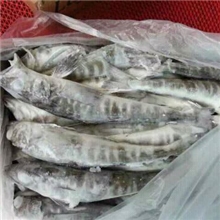 低价原装进口南极冰鱼