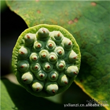 籽粒饱满的大莲蓬