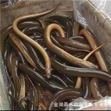 大量供应新鲜野生鳝鱼