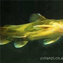 鲜活淡水黄颡鱼