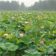 提供湘莲藕种（太空36号）