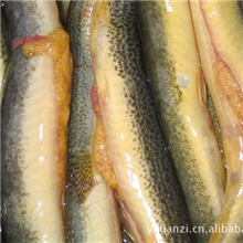 供应鲜活大肥美的大泥鳅