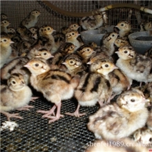 常年供应优质美国七彩山鸡生长速度快抗病力强