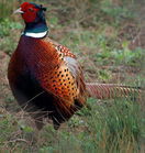 野鸡苗七彩山鸡苗供应市场利润大