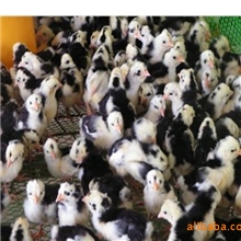 供应英国贵妃鸡苗