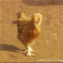 常年供应优质北京油鸡（宫廷黄）鸡苗