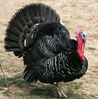 供应优质火鸡苗市场价格高利润大